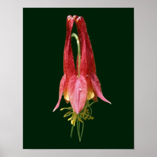 Vivid Red Wild Columbine Blume Poster (Vorne)