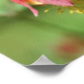 Vivid Red Wild Columbine Blume Poster (Ecke)