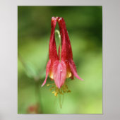 Vivid Red Wild Columbine Blume Poster (Vorne)