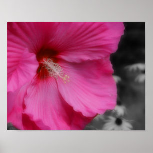 Vivid Rosa Hibiskus Blume partielle Farbe Poster
