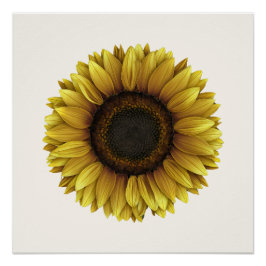 Vivid Sunflower Botanical Art Design Poster