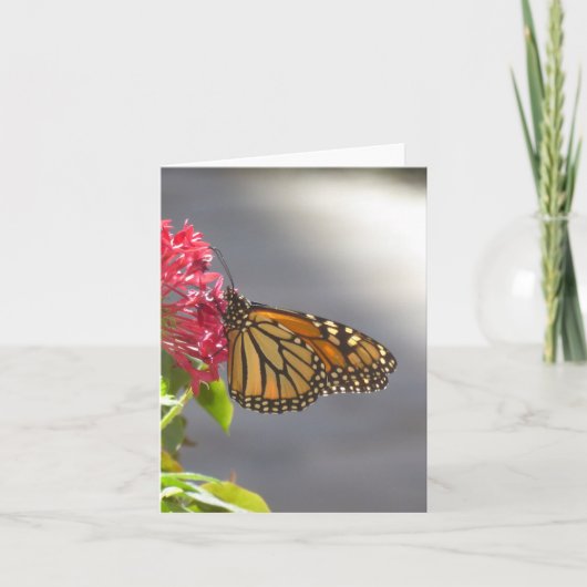 Vivid Tropische Schmetterlingskarte Karte (Vorderseite)