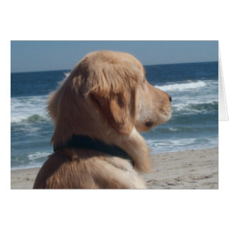 Vizekönig am Strand