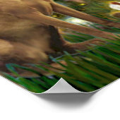 Vizsla 1 - MidEve Poster (Ecke)