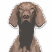 Vizsla-Ausschnitt Aufkleber (Vorderseite)