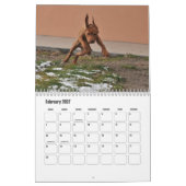 Vizsla Calendar Kalender (Feb 2027)