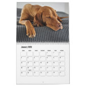 Vizsla Calendar Kalender (Jan 2026)