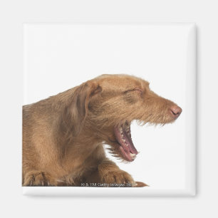 Vizsla, das vor Weißrückseitenboden gähnt Magnet