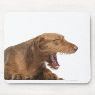 Vizsla, das vor Weißrückseitenboden gähnt Mousepad