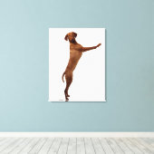 Vizsla Dog Leinwanddruck (Insitu (Holzboden))
