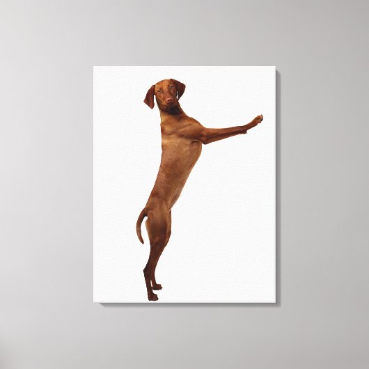 Vizsla Dog Leinwanddruck (Vorderseite)