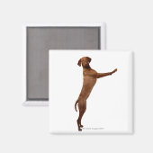 Vizsla Dog Magnet (Vorderseite/Rückseite)