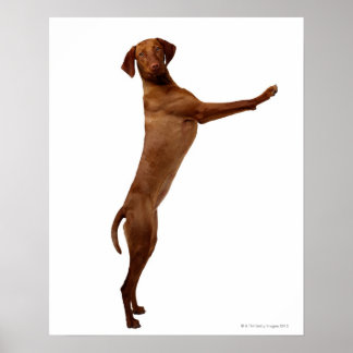 Vizsla Dog Poster