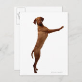 Vizsla Dog Postkarte (Vorne/Hinten)