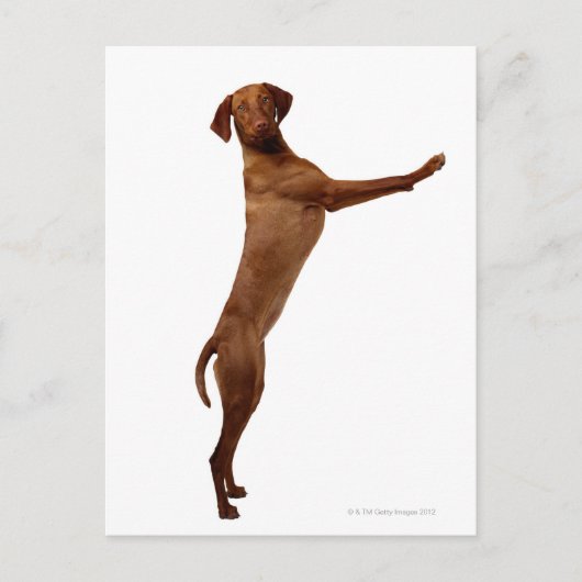 Vizsla Dog Postkarte (Vorderseite)