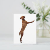 Vizsla Dog Postkarte (Stehend Vorderseite)