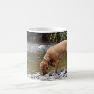 Vizsla durch Fluss Kaffeetasse