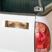 vizsla eyes.png autoaufkleber (Auf Lkw)