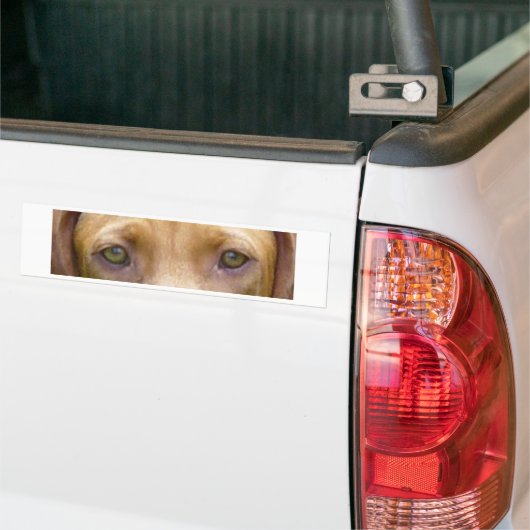 vizsla eyes.png autoaufkleber (Auf Lkw)