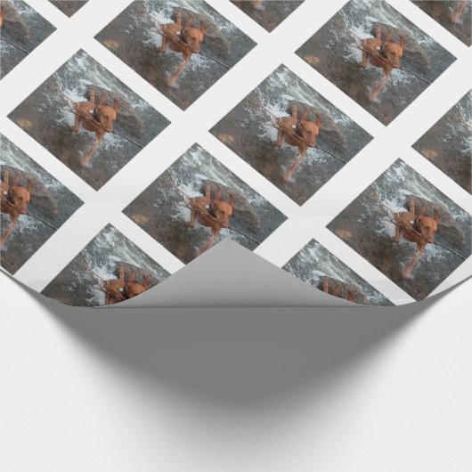 Vizsla_fetching in water.png geschenkpapier (Ecke)