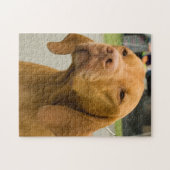 Vizsla Foto Jigsaw Puzzle (Horizontal)