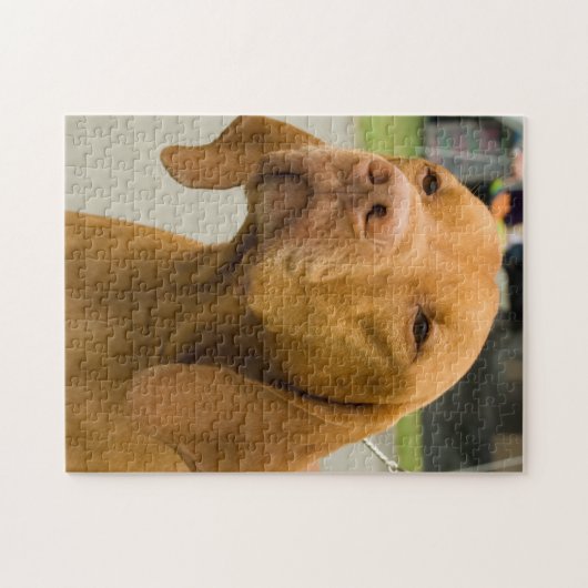 Vizsla Foto Jigsaw Puzzle (Horizontal)