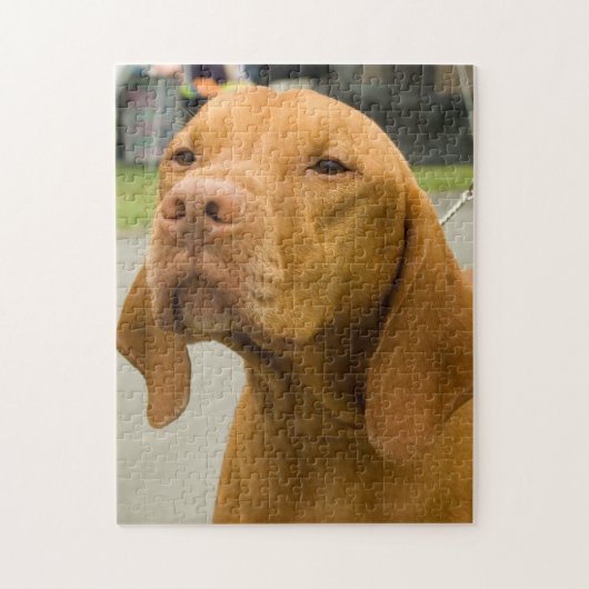 Vizsla Foto Jigsaw Puzzle (Vertikal)
