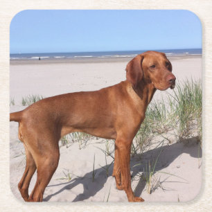 vizsla-full rechteckiger pappuntersetzer