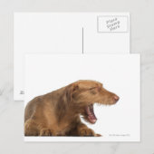 Vizsla-Gähnen vor weißem Untergrund Postkarte (Vorne/Hinten)