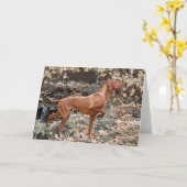 Vizsla Gruß-Karten Karte (Gelbe Blume)