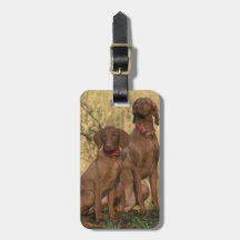 Vizsla Hound Dogs