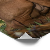 Vizsla Hound Dogs Poster (Ecke)