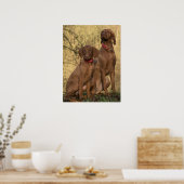 Vizsla Hound Dogs Poster (Küche)