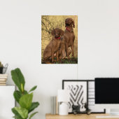 Vizsla Hound Dogs Poster (Heimbüro)