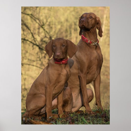 Vizsla Hound Dogs Poster (Vorne)