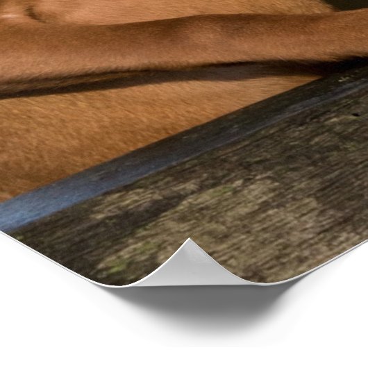 Vizsla Hound Dogs Poster (Ecke)