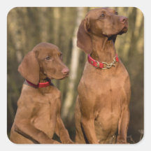 Vizsla Hound Hunde - Jagdhunde -