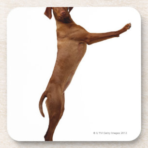 Vizsla Hund Getränkeuntersetzer