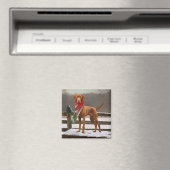 Vizsla Hund in Schnee Weihnachten Magnet (In Situ (Geschirrspüler))