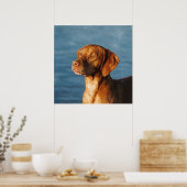 Vizsla-Hund - Ungarischer Hund Poster (Küche)