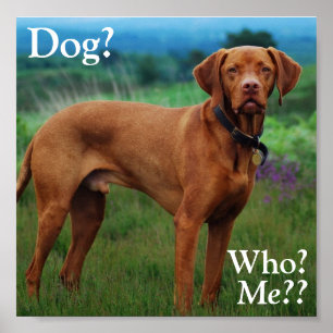 Vizsla - Hund? , Wer? , Ich?? Poster