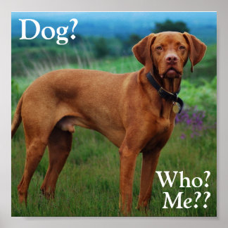 Vizsla - Hund?, Wer? Poster