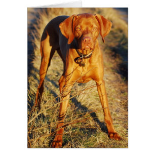 VIZSLA - IN THE SUN