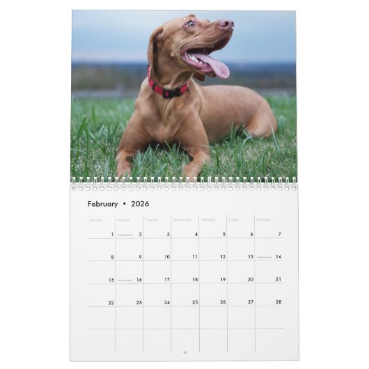 Vizsla-Kalender 2026 Kalender (Feb 2026)