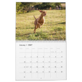 Vizsla-Kalender 2026 Kalender (Jan 2027)