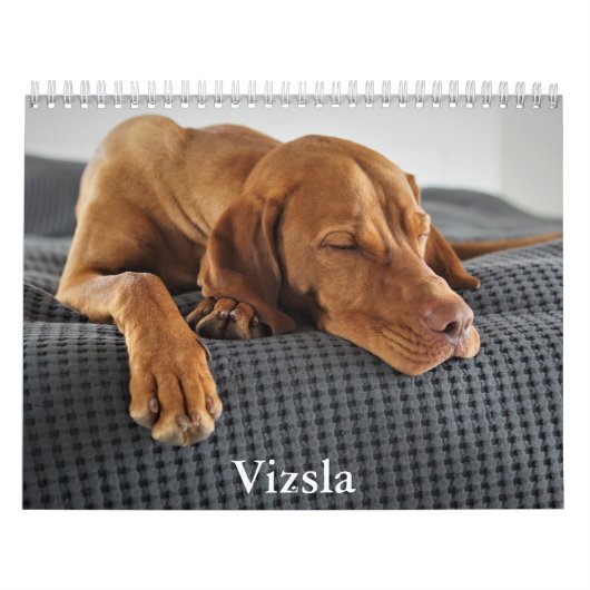 Vizsla-Kalender Kalender (Titelbild)