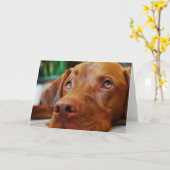 VIZSLA - leere Karte (Gelbe Blume)