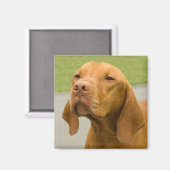 Vizsla Magnet (Vorderseite/Rückseite)