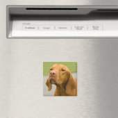 Vizsla Magnet (In Situ (Geschirrspüler))