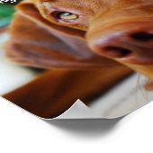 Vizsla - nur eines dieser Tage Poster (Ecke)